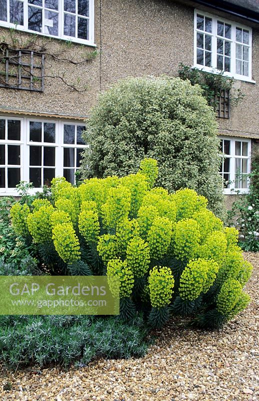 Euphorbia characias subsp. wulfenii in front of house with gravel, clipped Pittosporum and Lavandula - Impington, Cambridge