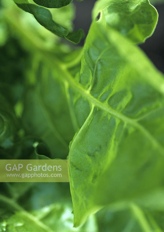 Freshly picked spinach in vegetable garden of the Balaka Bangladeshi Restaurant, St Andrews, Scotland