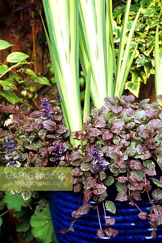 The jagged leaves of Iris pseudacorus 'Variegata' contrast vividly with Ajuga 'Burgundy Glow' in a blue glazed container