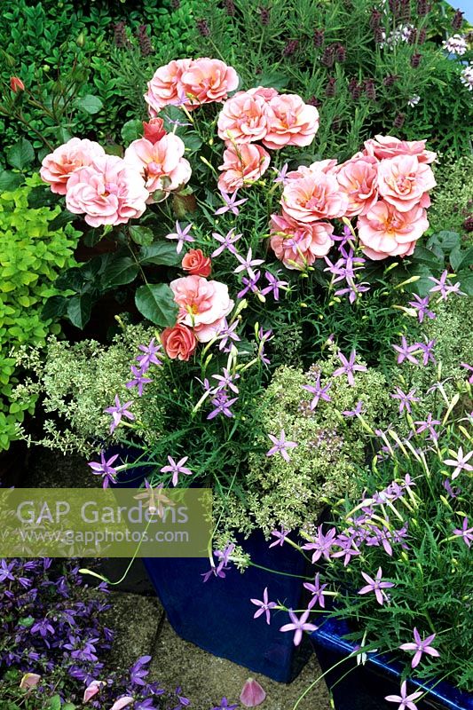 Blue, pink and silver colour scheme in tall, blue glazed containers - Rosa 'Fascination'(Patio variety) with Isotoma axillaris and silver variegated Thymus