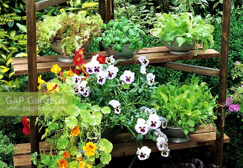 Outdoor summer salad bar made from an old clothes drier with salad leaves and edible flowers grown in kitchen colanders - Tropaeolum majus 'Alaska Mixed', Viola, Chinese leaves, red lettuce 'Lollo Rosso', Ocimum basilicum and Chicory