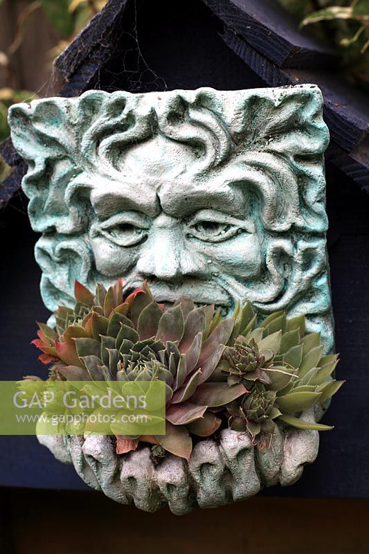 Small face mask of the Green Man fixed to the gable of a wooden dovecote and planted with drought resistant Sempervivum 