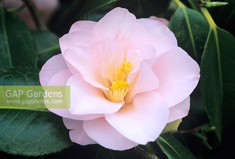 Camellia japonica 'Hagoromo' AGM