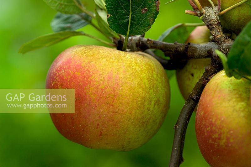 Malus 'Cornish Aromatic' - Apples 