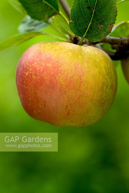 Malus 'Cornish Aromatic' - Apples 