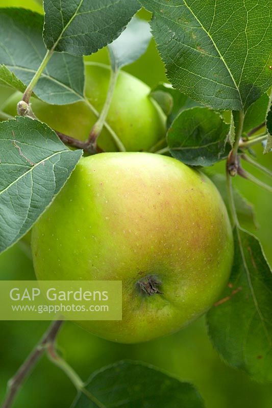 Malus 'Bramley Seedling' - Apples 
