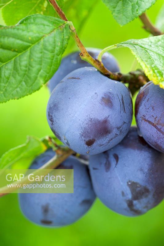 Prunus domestica 'Monarch' - Plum