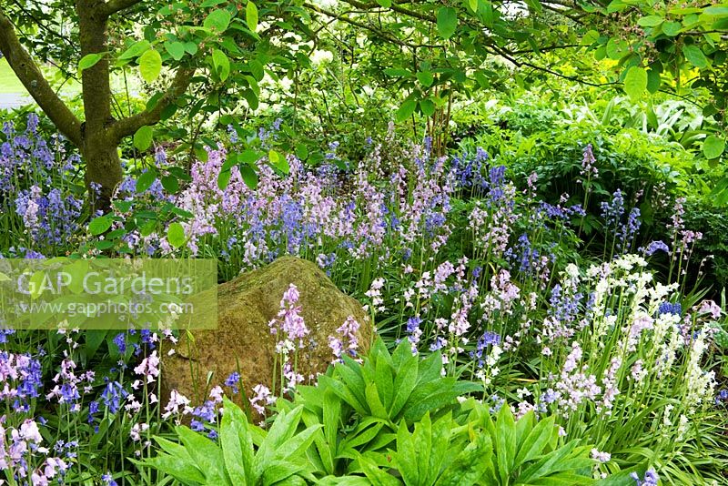 Hyacinthoides hispanica - Spanish bluebells growing in the shade of Amelanchier canadensis