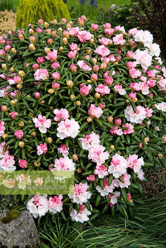 Rhododendron yakushimanum 'Koichiro Wada' AGM