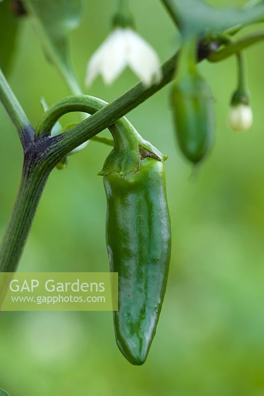 Chilli for outdoor growing 