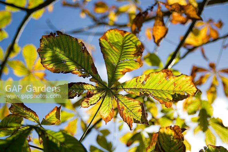 Aesculus hippocasteanum - Horse Chestnut leaves in Autumn
