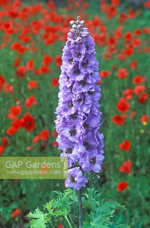Delphinium 'Min' against a field of Papaver rhoeas, red poppies