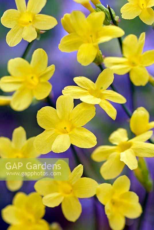 Jasminum nudiflorum - Winter Jasmine