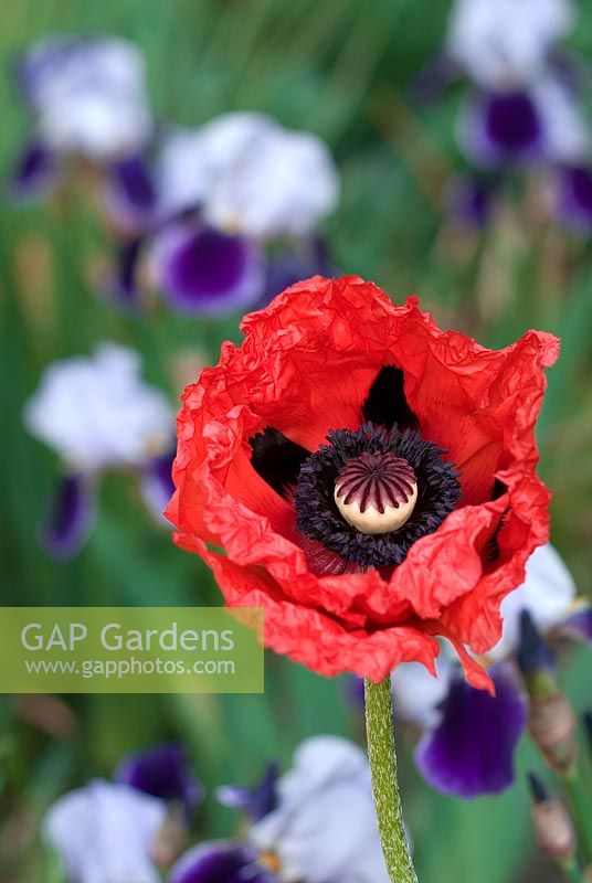 Papaver orientale 'Ladybird' - Oriental Poppy
with Iris in the background