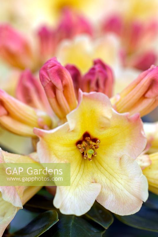 Rhododendron 'Nancy Evans'