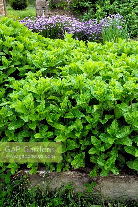 Mentha Spicata - Common Mint and flowering chives in raised beds, in French herb garden 