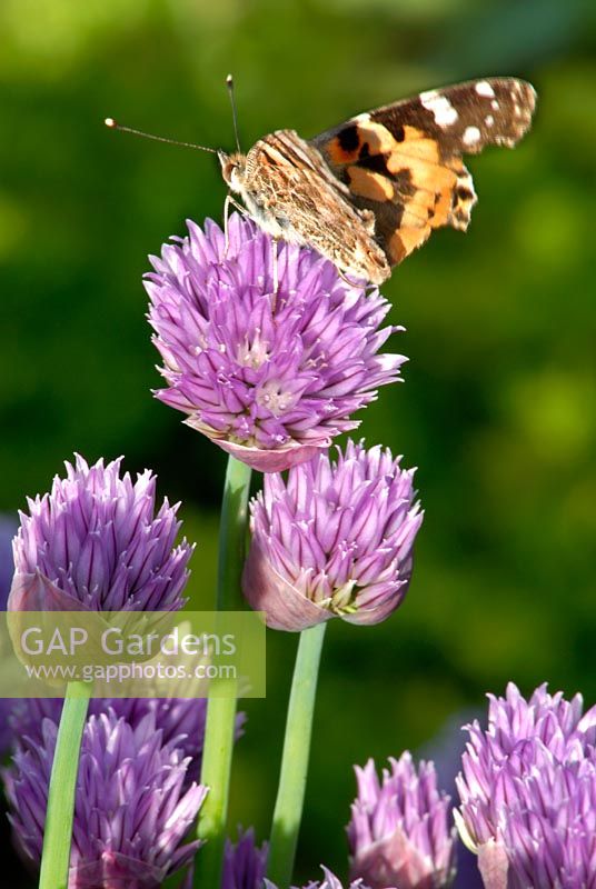 Allium Schoenoprasum Liliaceae - Butterfly settled on flowering chives in France 