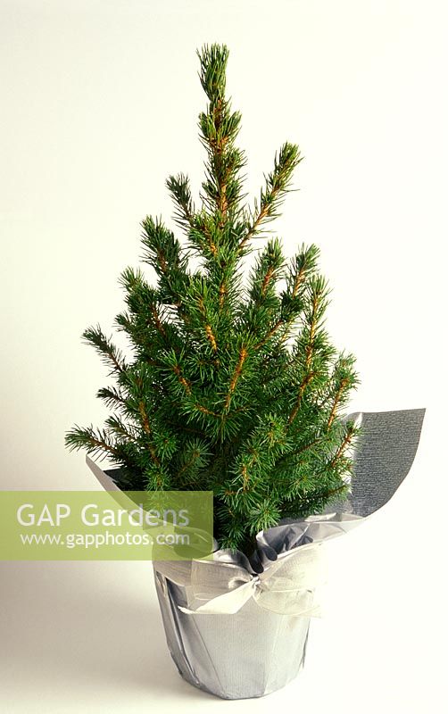 Picea Glauca 'Albertiana Conica' - gift wrapped for Christmas