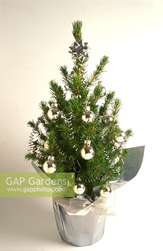 Picea Glauca 'Albertiana Conica' gift wrapped for Christmas