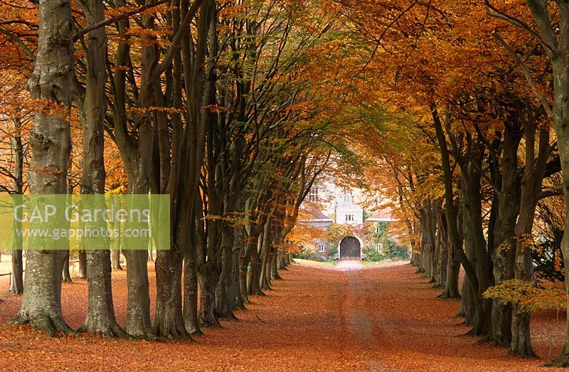 The Double Beech Avenue - inner green beech, outer copper beech, leading down to the 17th century gatehouses guarding entry to the South Court, Cranborne Manor Garden, Cranborne, Dorset