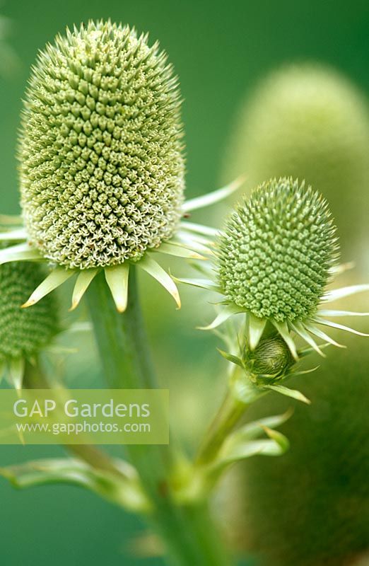 Eryngium agavifolium