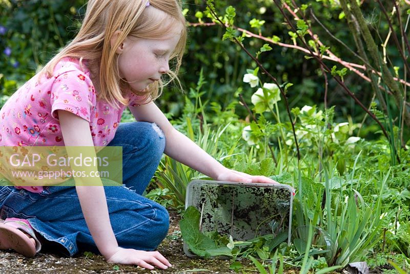 Six year old girl making a home for garden insects including Ladybirds