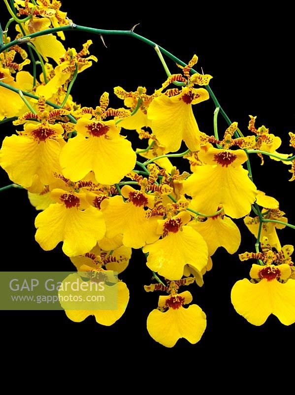 Oncidium 'Gower Ramsey'