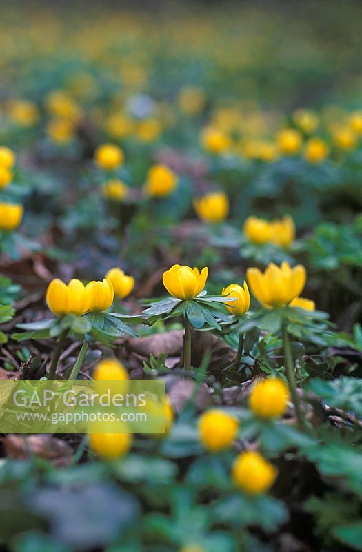 Eranthis hyemalis - Winter aconites naturalised in woodland