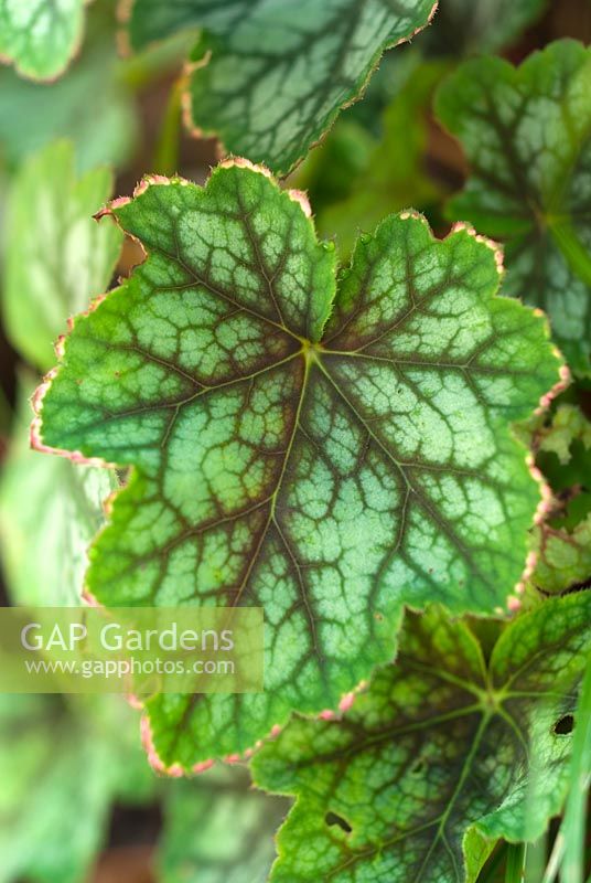 Heuchera americana 'Dale's Strain'