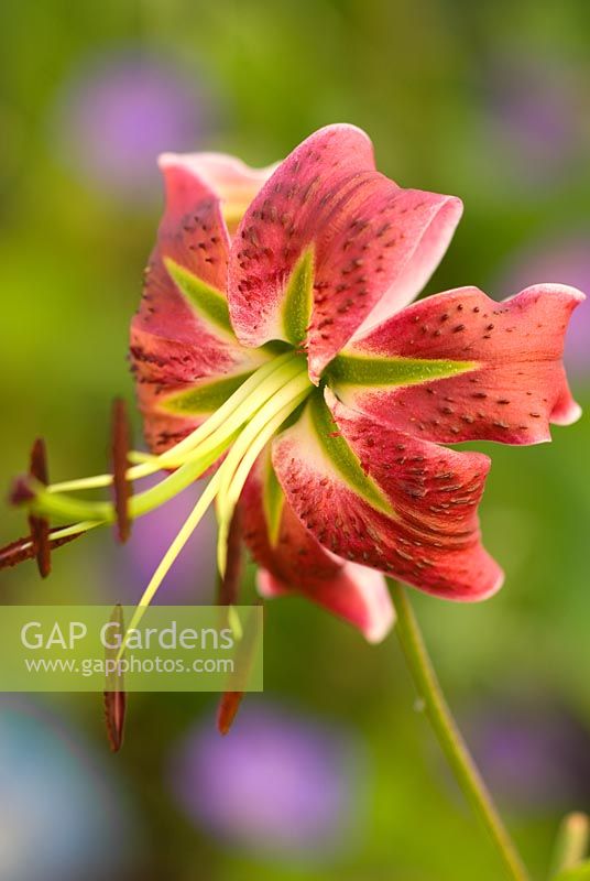 Lilium 'Black Beauty'