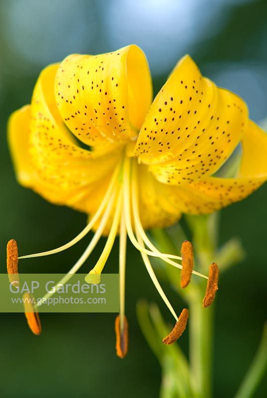 Lilium 'Citronella'