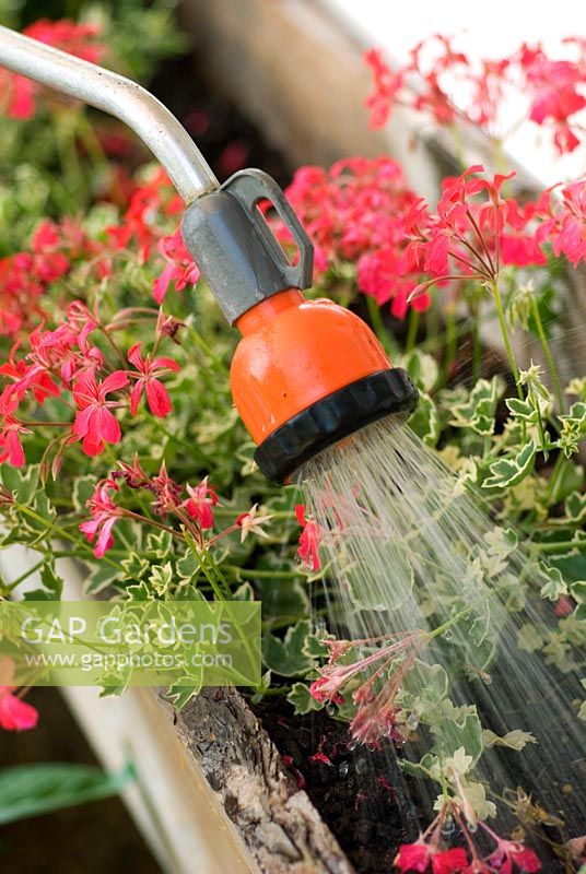 Watering Pelargoniums in window box with wand spray