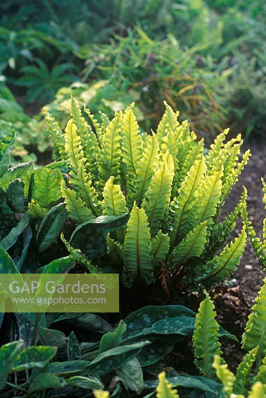 Asplenium scolopendrium Crispum Group - Spleenwort