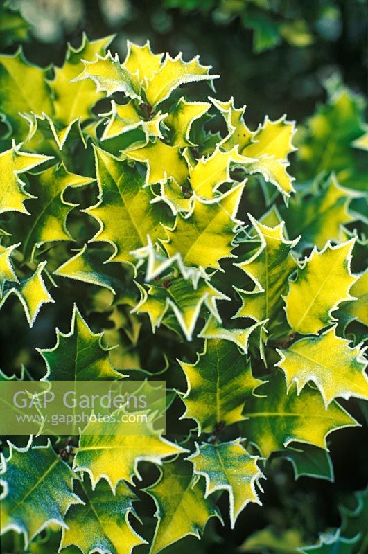 Ilex aquifolium 'Flavescens'