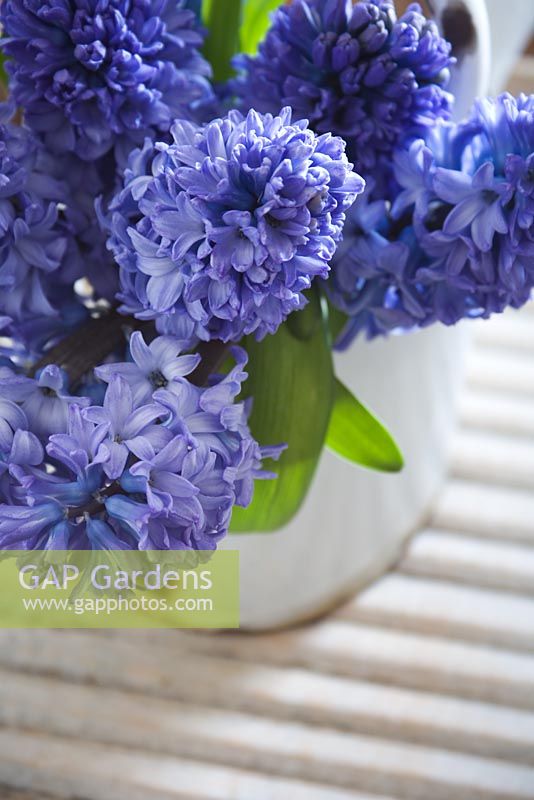 Bunch of blue Hyacinthes in old white French enamel watering can