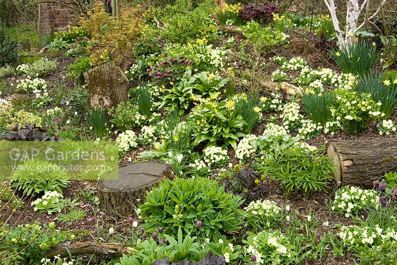 Primula vulgaris and Erythronium 'Pagoda' growing with Helleborus and Narcissus in John Massey's dell garden