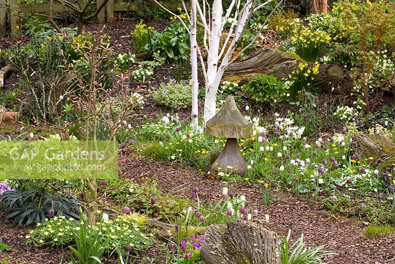 Bark path through the dell garden with Fritillaria meleagris, Erythronium californicum 'White Beauty', Anemones, Helleborus and Narcissus
