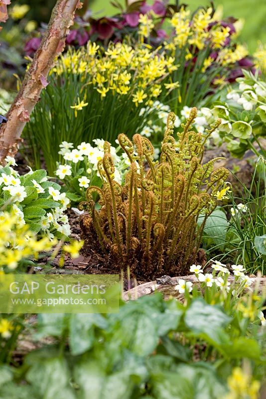 Unfurling ferns amongst Primula vulgaris and Narcissi