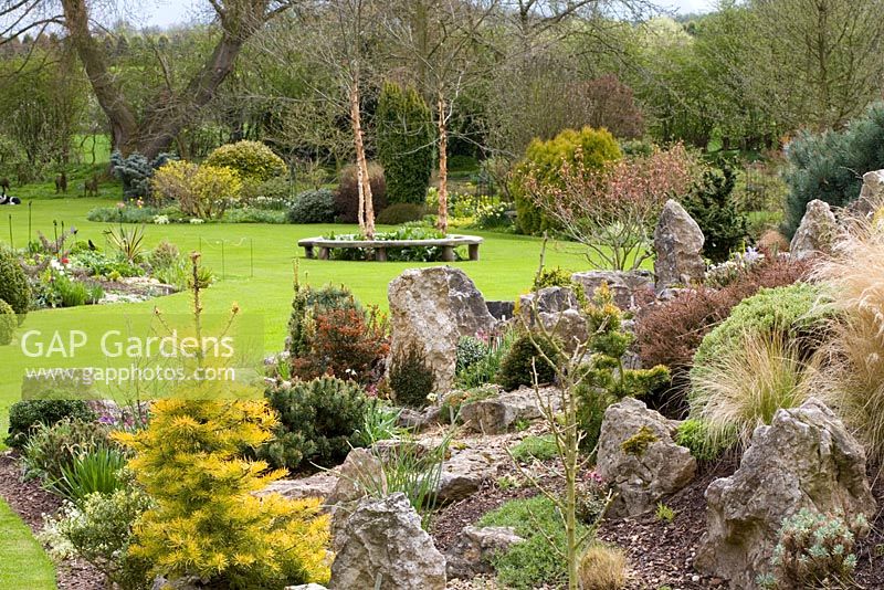 Looking over rock garden towards three birch trees - Betula nigra 'Heritage'. Abies concolor 'Wintergold' in the foreground