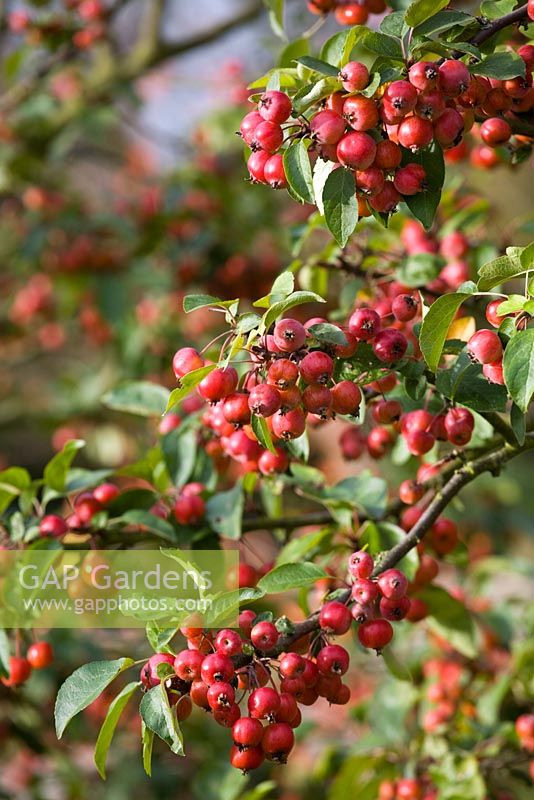 Malus 'Evereste' AGM - Crab apple