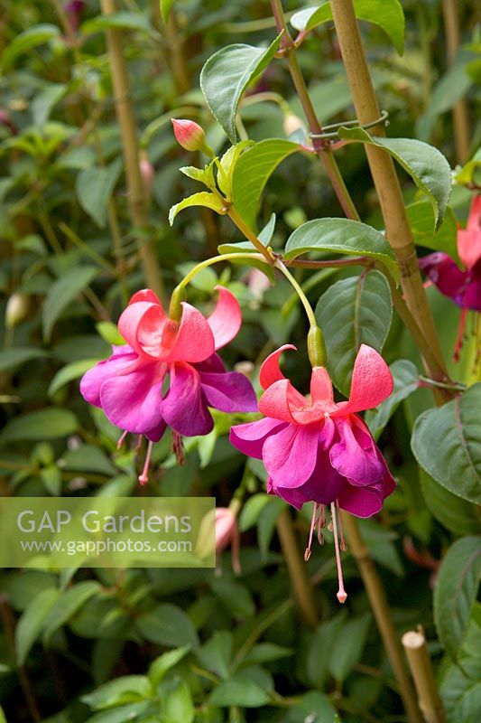 Fuchsia 'Rose Bradwardine'