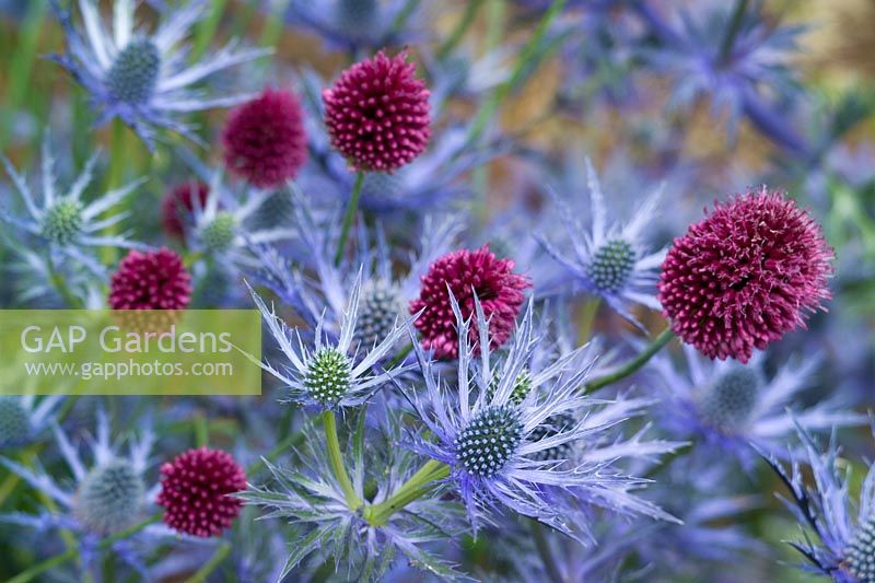 Allium sphaerocephalon with Eryngium x zabelii