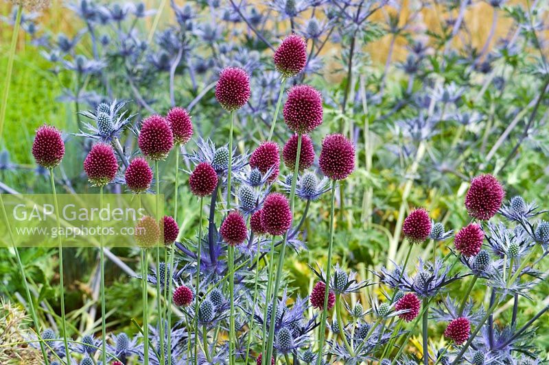 Allium sphaerocephalon with Eryngium x zabelii