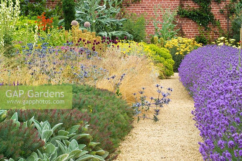 Borders at Broughton Grange including Lavandula angustifolia 'Munstead', Stachys byzantina and Eryngium x zabelii. Gravel path