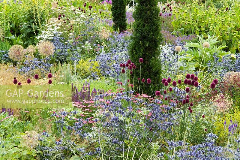 Mixed perennial and grass borders at Broughton Grange. Planting includes Eryngium x zabelii, Allium sphaerocephalon, Stachys byzantina and Taxus baccata 'Fastigiata'