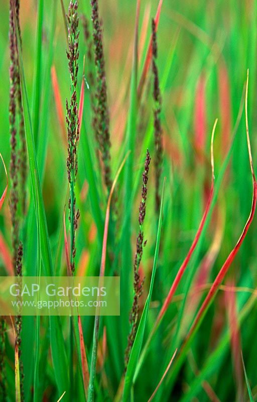 Panicum virgatum 'Rehbraun'