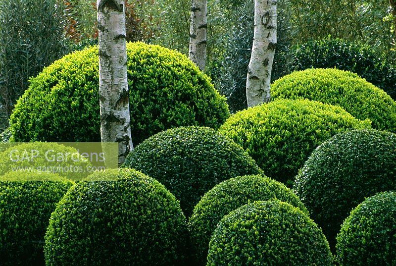 Buxus topiary hedging - Floriade 2002, Holland