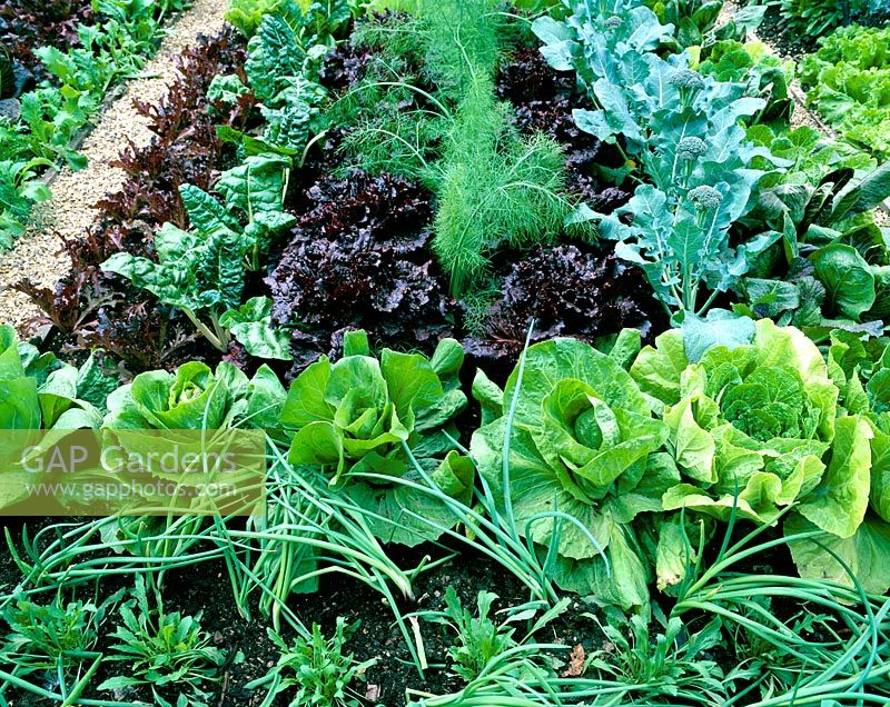 Vegetables growing in a potager - Chelsea 2002 