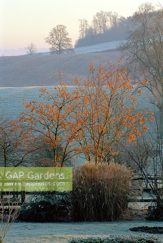 The Autumn border in Winter with Sorbus intermedia 'Joseph Rock' at Pettifers Garden, Oxfordshire