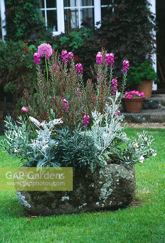 Lichen covered Guernsey granite trough planted with Convolvulus cneorum, Cineraria and Erysimum 'Bowles Mauve' - Mille Fleurs, Guernsey
